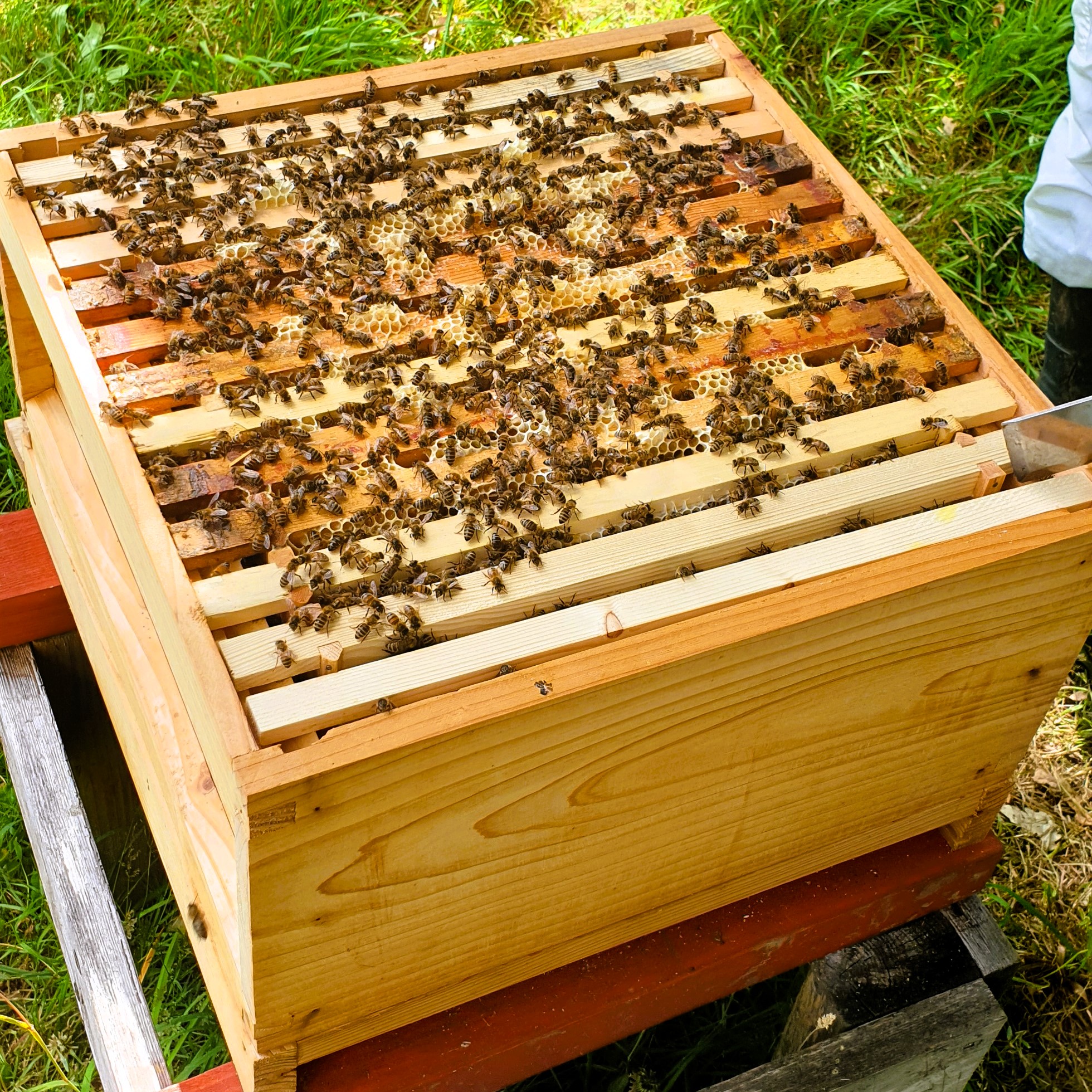 Apiary