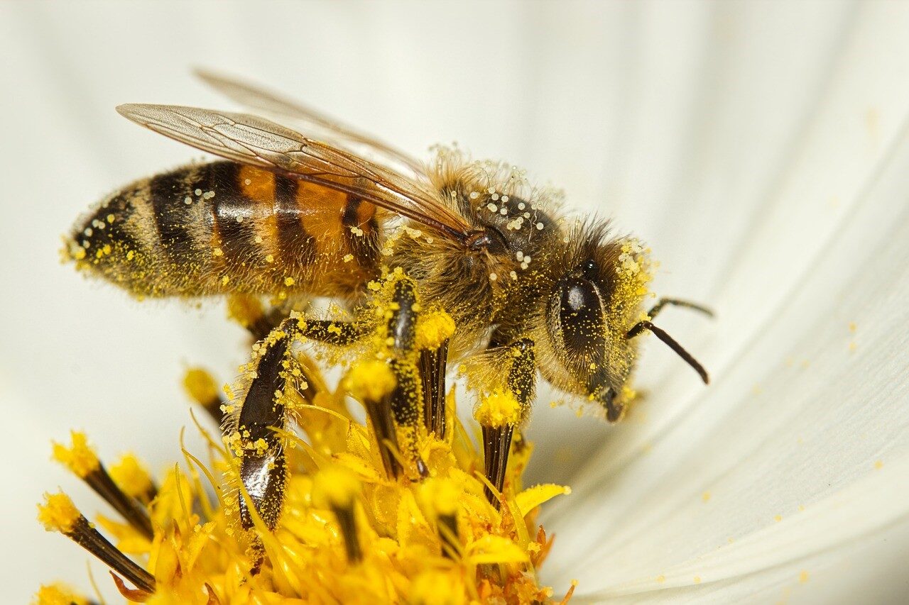 bee e1707148204555