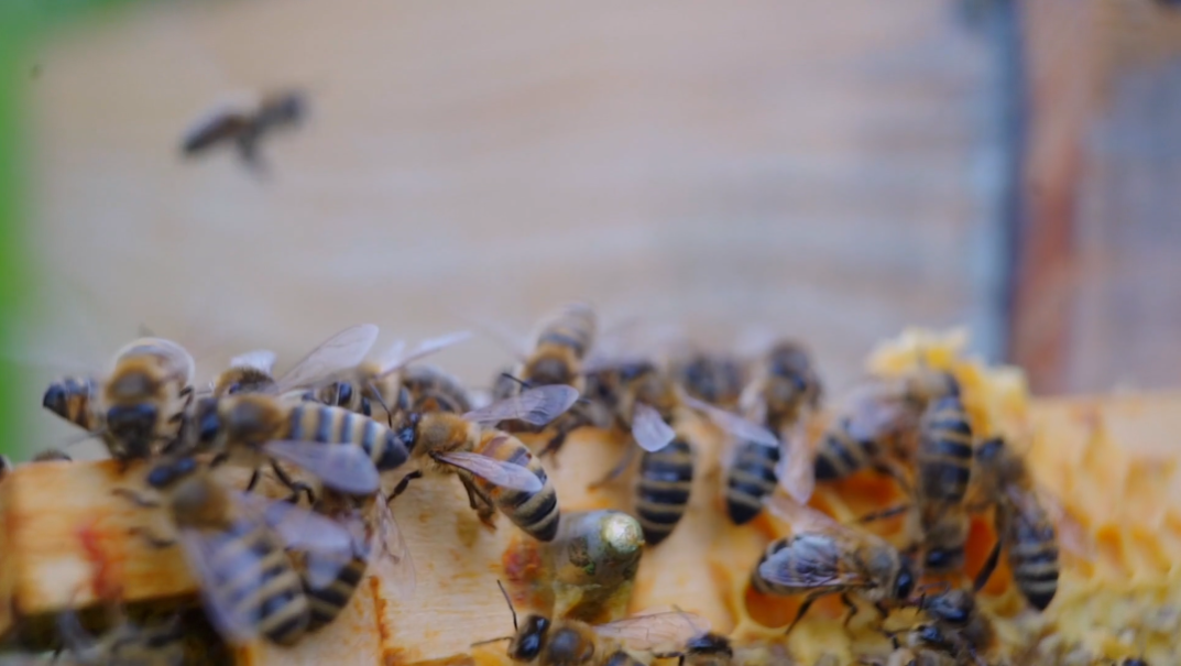 bees